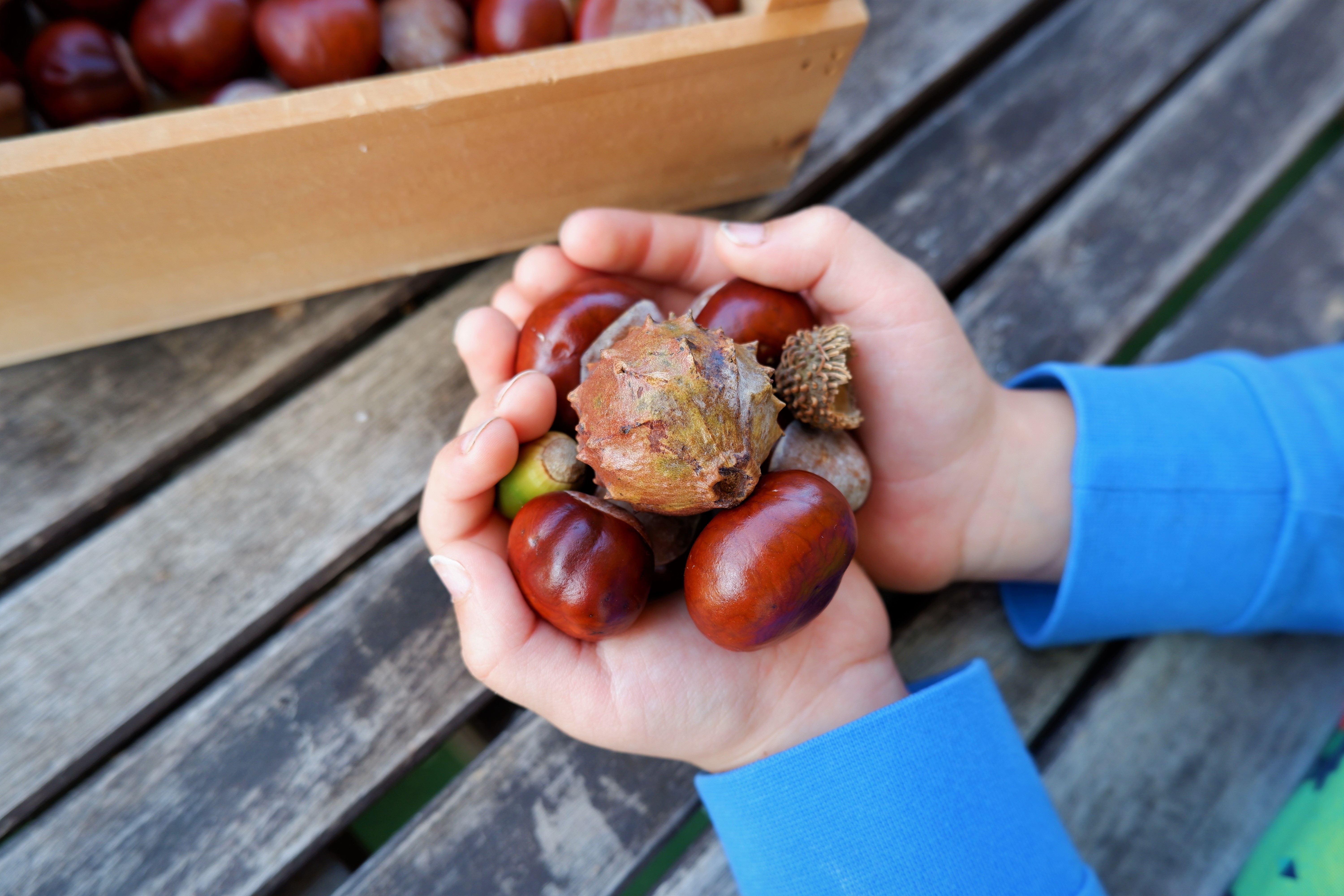 tiny hands buckeyes and more